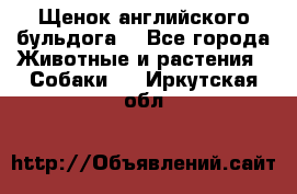 Щенок английского бульдога  - Все города Животные и растения » Собаки   . Иркутская обл.